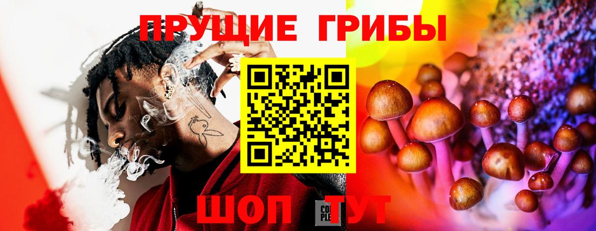 Псилоцибиновые грибы Psilocybe  Вход с VPN  Бийск  Псилоцибиновые грибы Psilocybe 